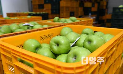 올해 영주 여름사과 썸머킹·썸머프린스 출하 시작…관내 공판장 2곳 개장 