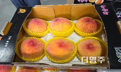 황금빛 달콤함에 외국인들도 반하다...영주 명품황도 해외 수출