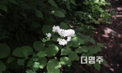 날개하늘나리, 범꼬리, 냉초 등 여름 야생화가 한창인 소백산